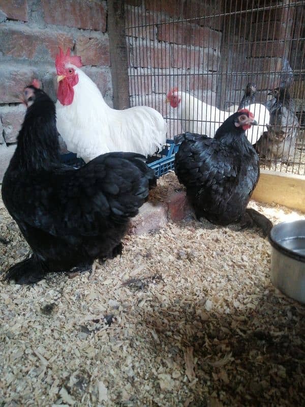 araucana blue egg laying 7