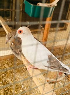 Red pied dove diamond pied dove