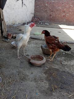 pure hera aseel patha and Pakistani hen for sale