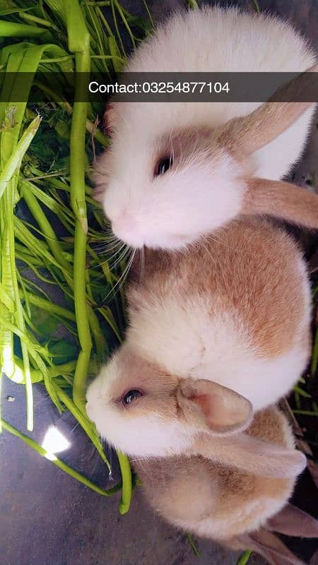 Rabbit babies 1