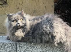 Persian Triple Coat