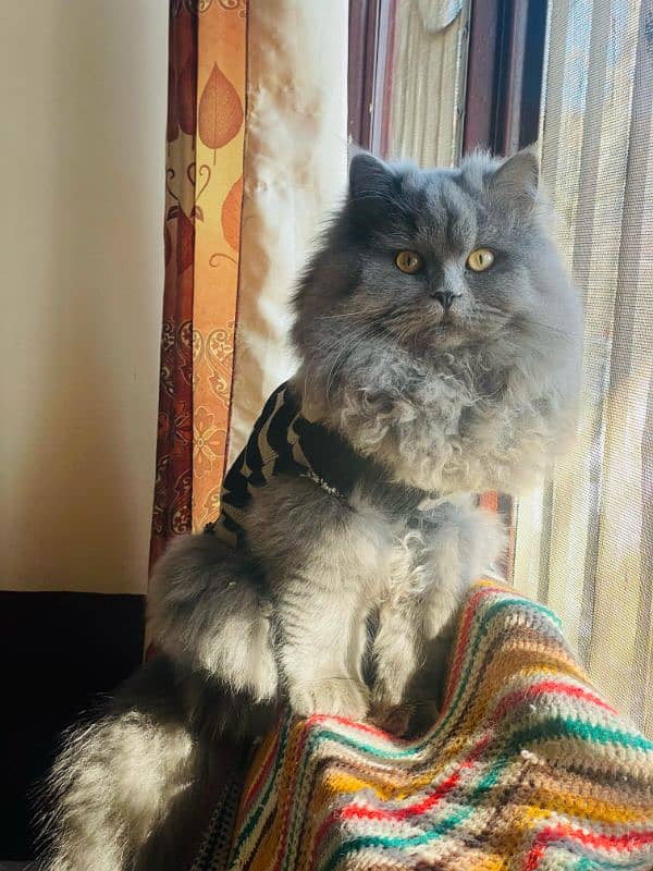 Persian Triple Coat 3