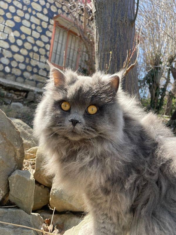 Persian Triple Coat 5