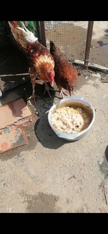 Golden Misri pair for Sale 0