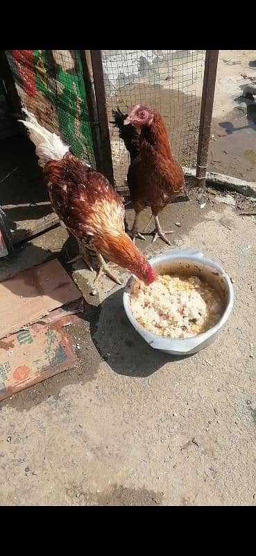 Golden Misri pair for Sale 2