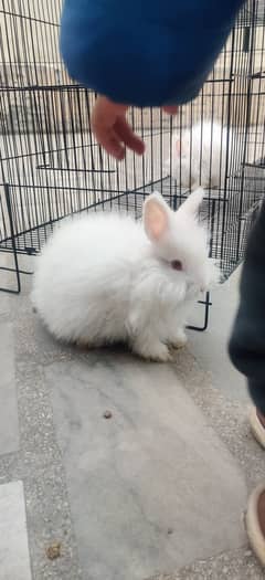 4 Months English Angora 2 female 1 Male