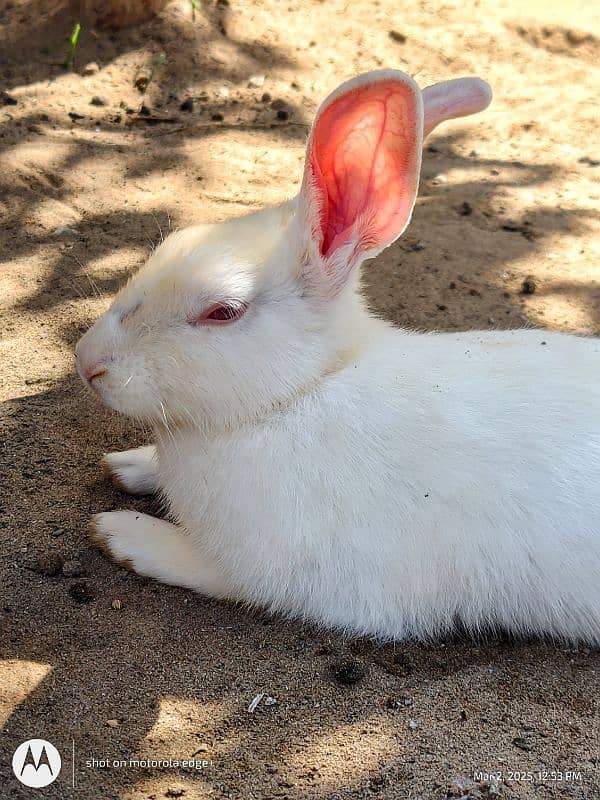 Red eye Rabbits available 3