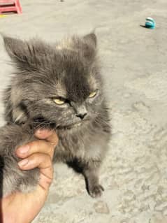 One Persian female cat for sale