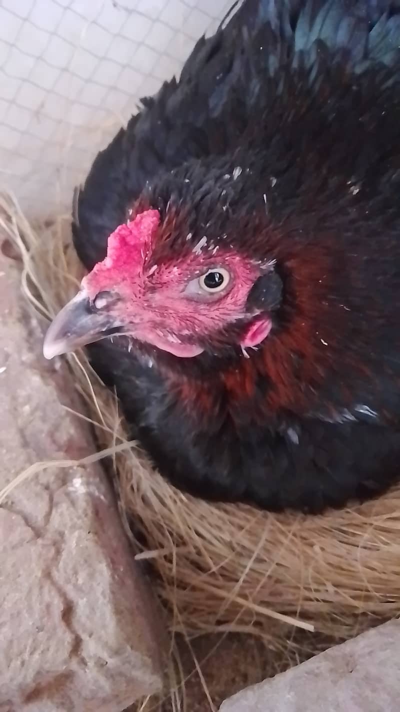 Kurk aseel hen / pied cocktail breeder pair 2