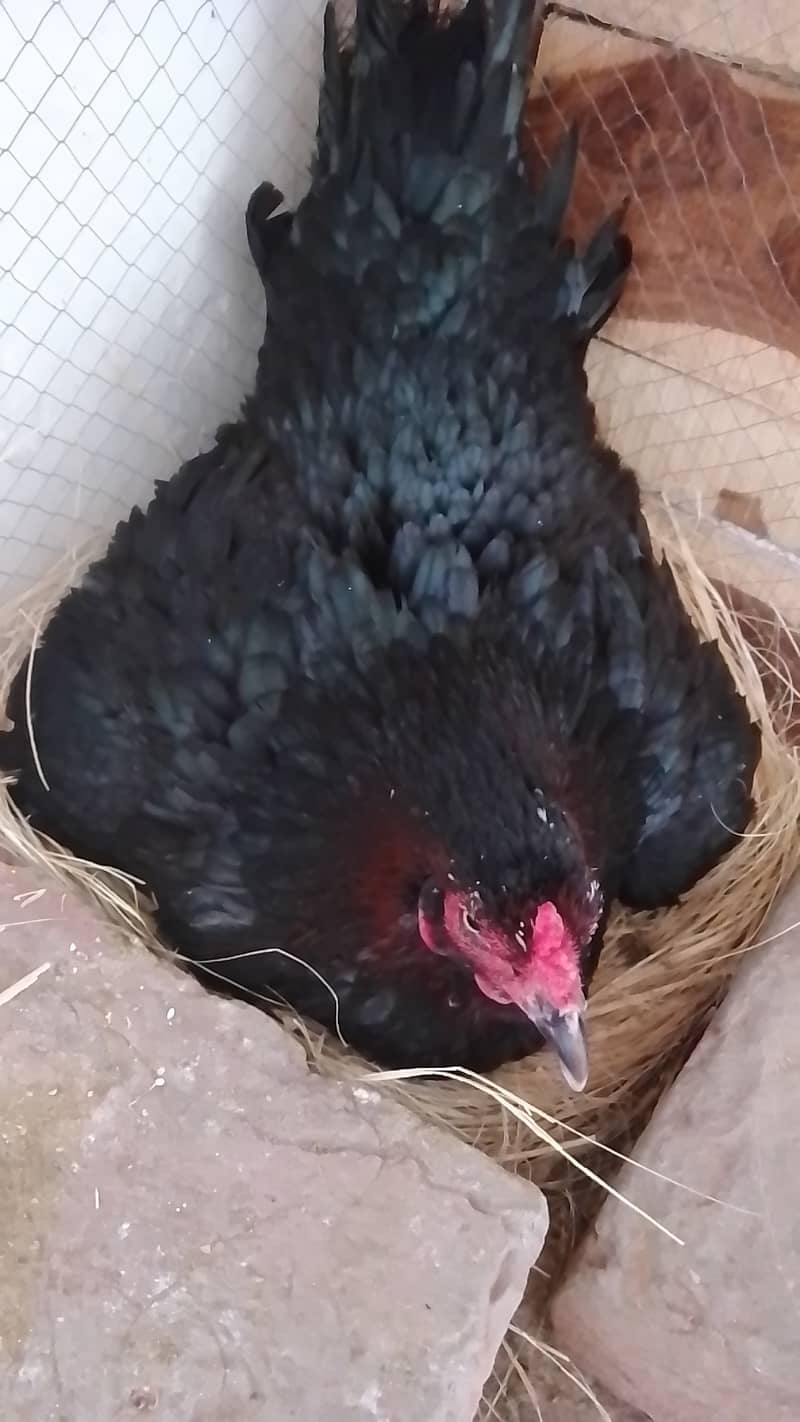 Kurk aseel hen / pied cocktail breeder pair 3