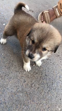 Afghan kuchi  puppy for sale