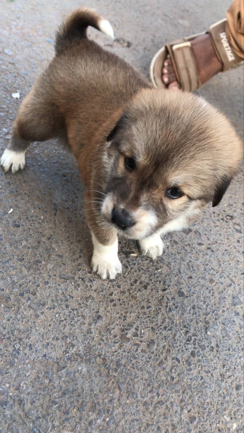 Afghan kuchi  puppy for sale 0