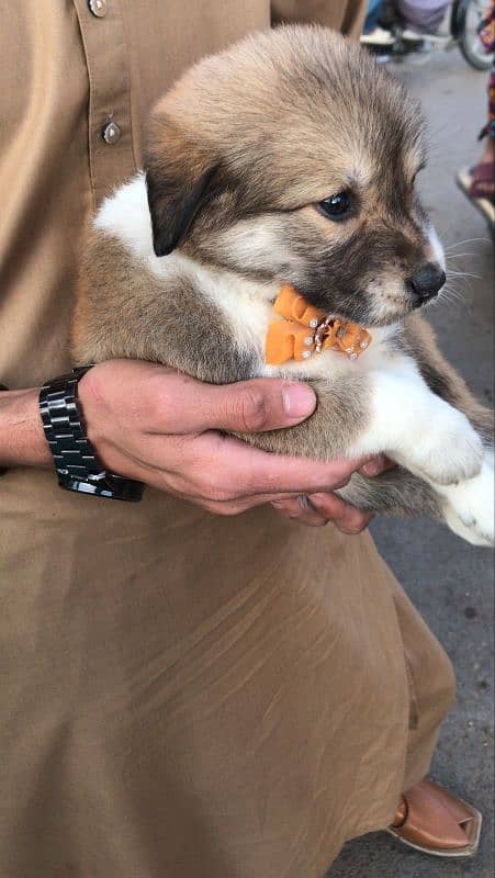 Afghan kuchi  puppy for sale 1