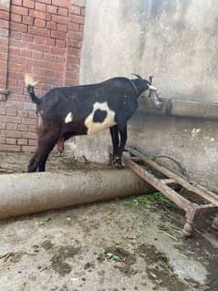 bakri for sale