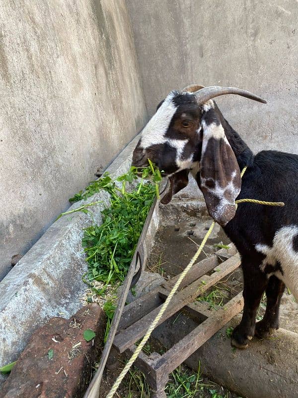 bakri for sale 2