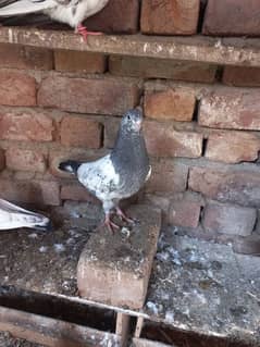 Quality Wale Baby pigeon