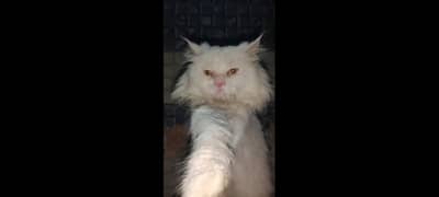 white pershian cat male available