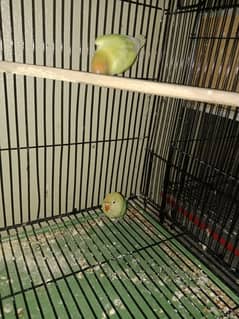 guaranted lovebirds pairs for sale