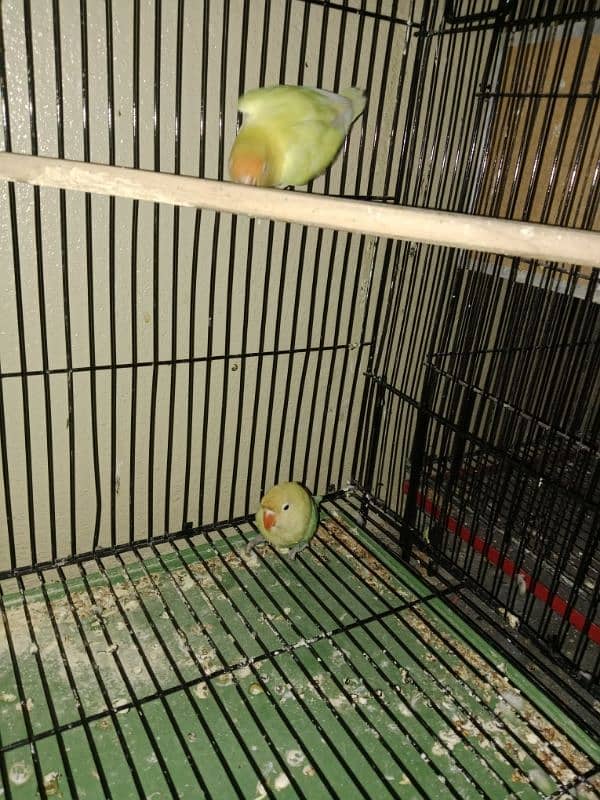 guaranted lovebirds pairs for sale 0