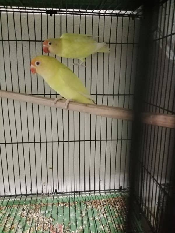 guaranted lovebirds pairs for sale 1