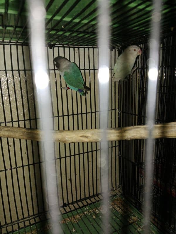 guaranted lovebirds pairs for sale 2