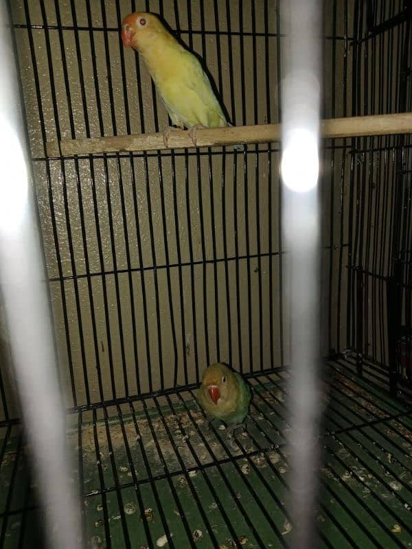 guaranted lovebirds pairs for sale 3