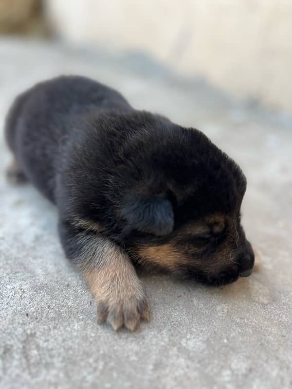 German shepherd puppy for sale 0