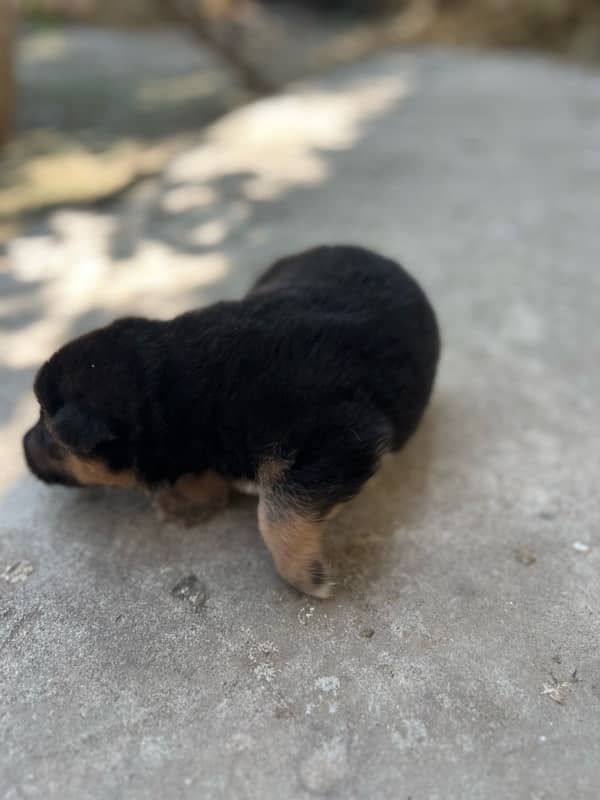 German shepherd puppy for sale 2