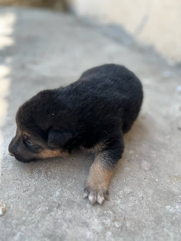 German shepherd puppy for sale 3