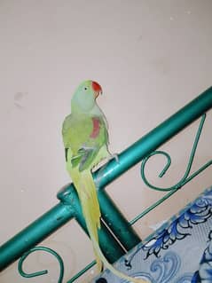 Raw parrot for breed