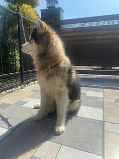 Siberian Husky non ped vaccinated