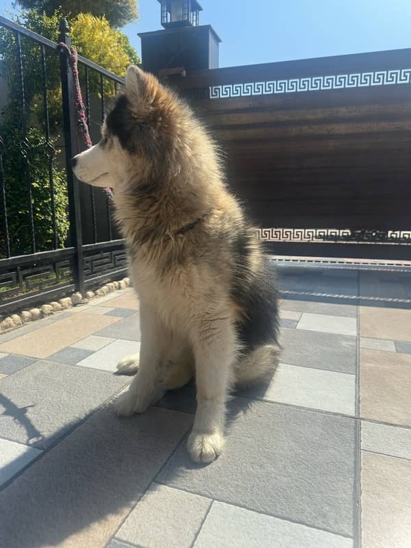 Siberian Husky non ped vaccinated 0