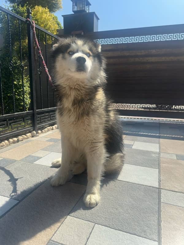 Siberian Husky non ped vaccinated 2