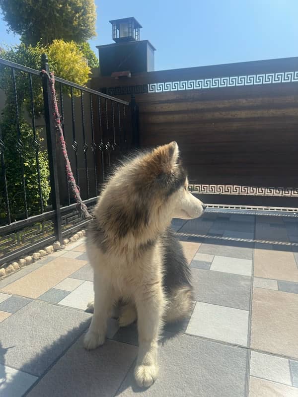 Siberian Husky non ped vaccinated 3