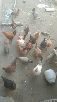 Desi and pure golden misri hens