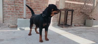 Rottweiler