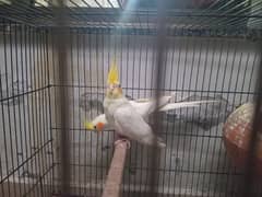 Cockatiel