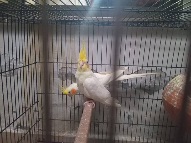 Cockatiel & Australian parrots 0