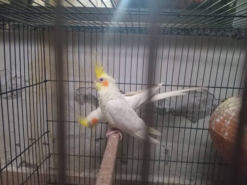 Cockatiel & Australian parrots 1