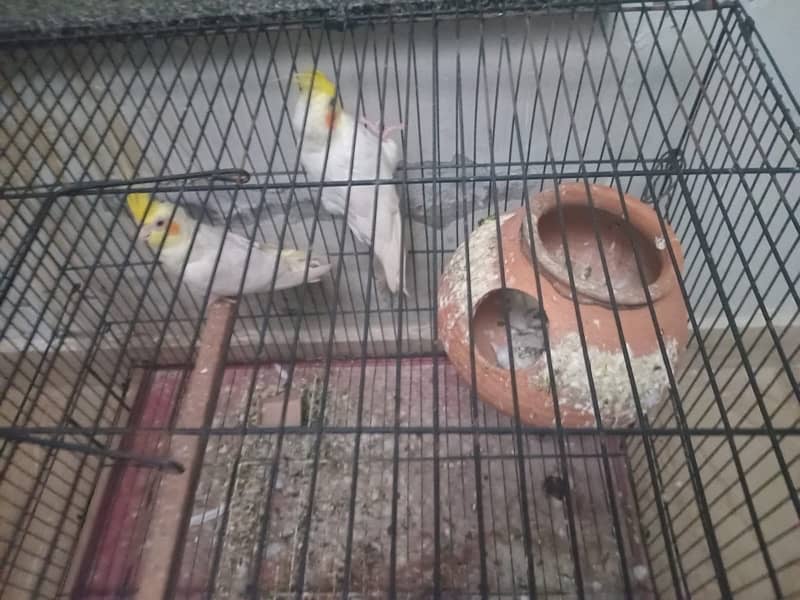 Cockatiel & Australian parrots 2