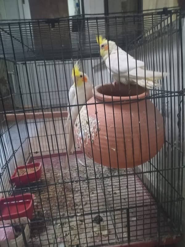 Cockatiel & Australian parrots 3