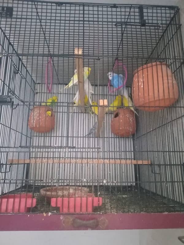 Cockatiel & Australian parrots 4