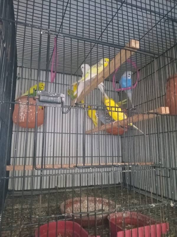 Cockatiel & Australian parrots 5