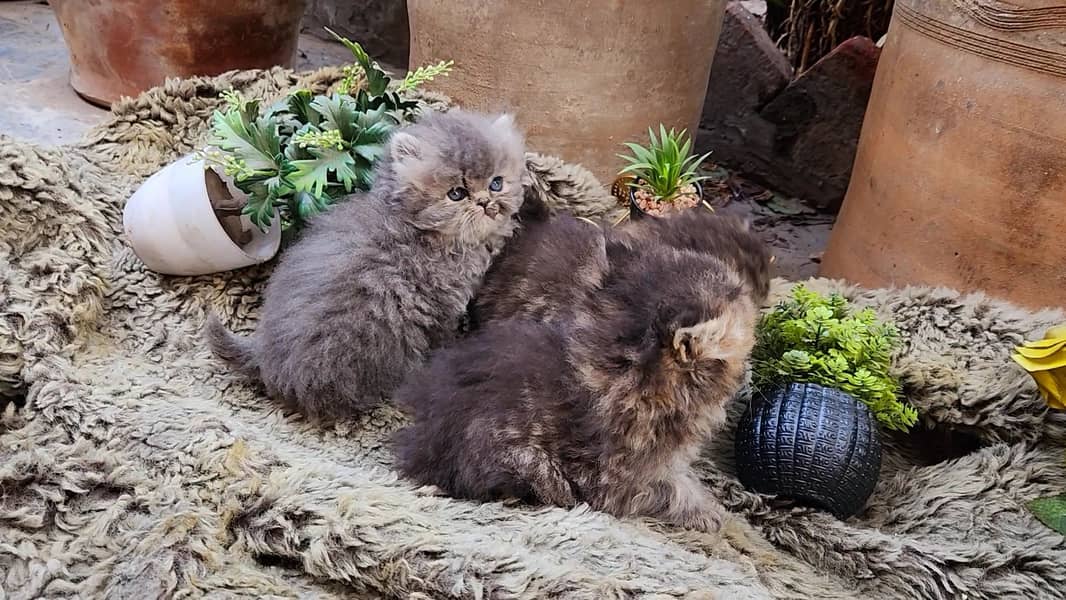 Peki blood line excellent quality kittens 1