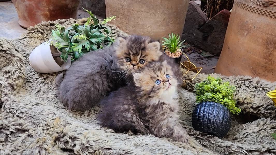 Peki blood line excellent quality kittens 2