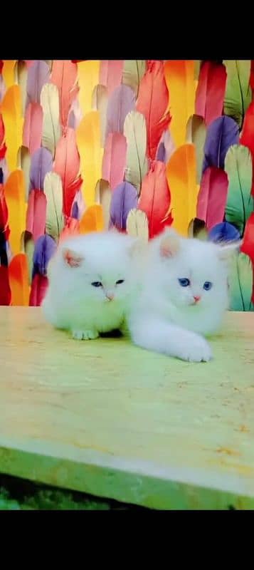 Persian cat for sale male or female my WhatsApp 0323=19=41=719 0