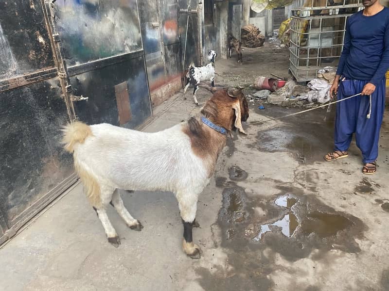 Andu breder & bakri jori 0