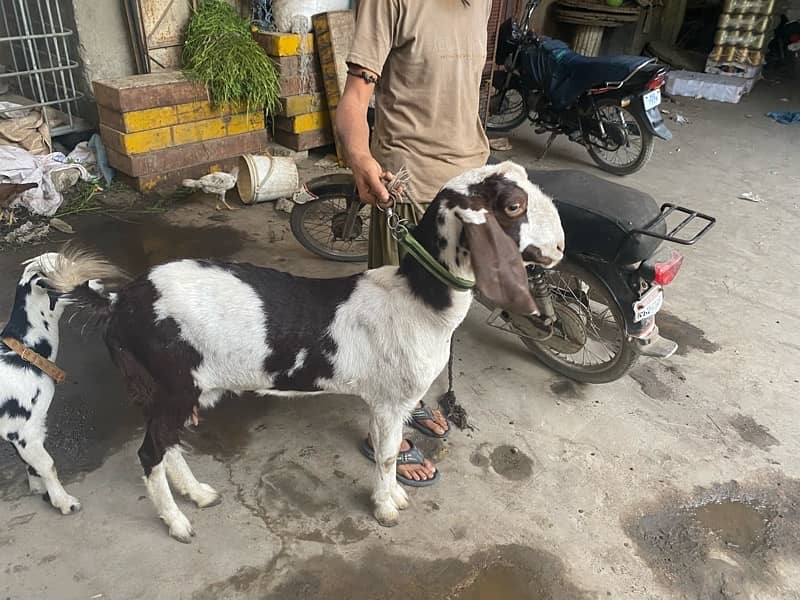 Andu breder & bakri jori 3