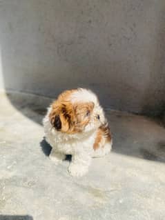 shih tzu puppy