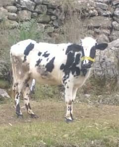 frizion nasal ke cow ready to cross